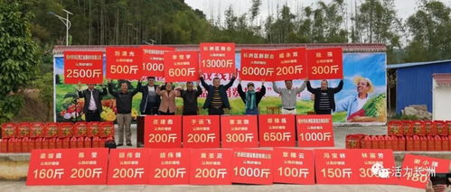 桔 起脱贫希望 长洲区开展统一战线助力脱贫攻坚农产品 消费扶贫 活动